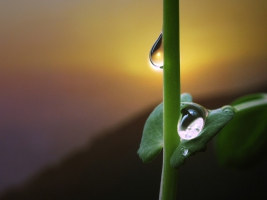 Water Drops