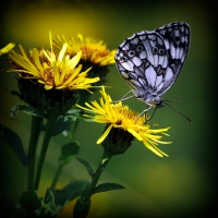 beautiful butterfly