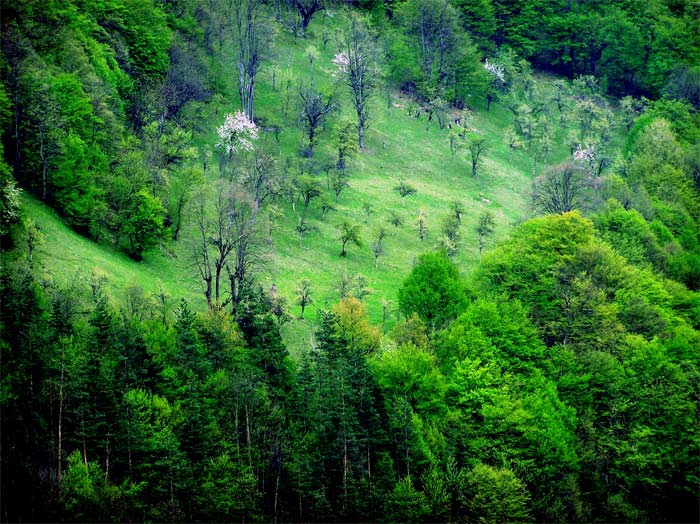 Пролет в Рибарица