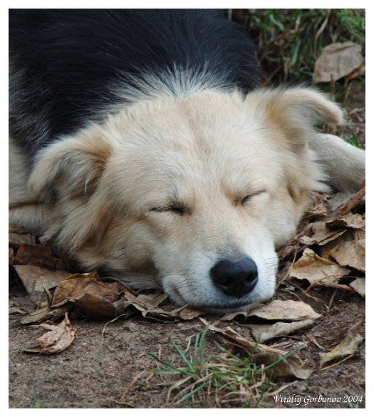 Sweet dream