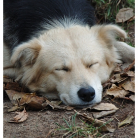 Sweet dream