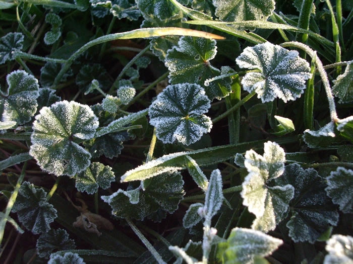 winterdrops