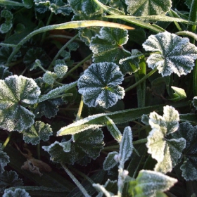 winterdrops