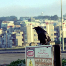 Crow in the city