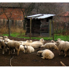 така де.. светът днес... едно стадо