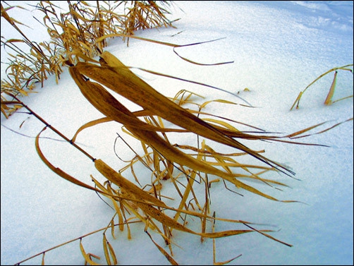 Winter natura