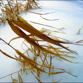 Winter natura