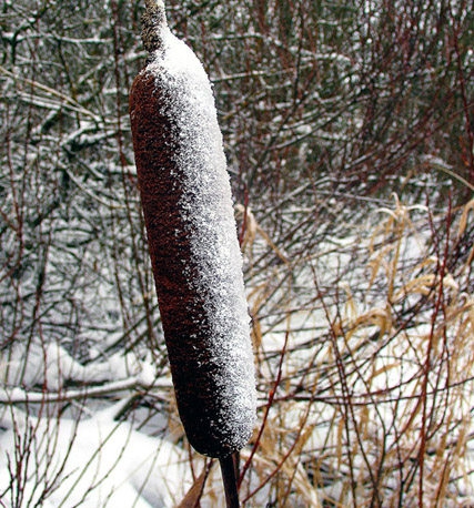 Winter natura 2