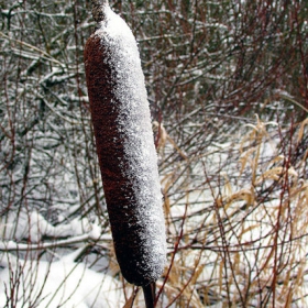 Winter natura 2