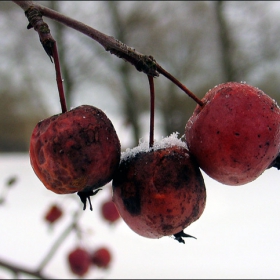 Winter natura 3