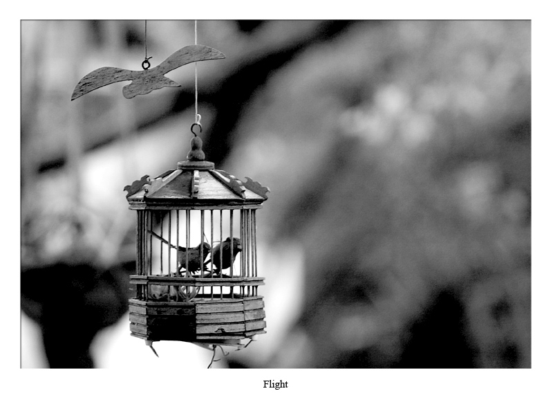 flight