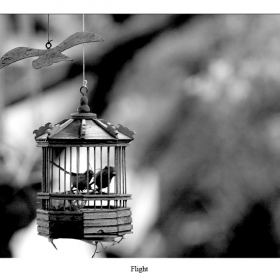 flight