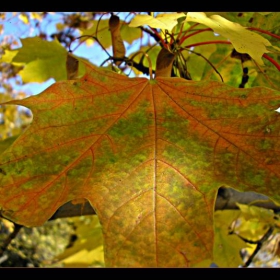 A Touch of Autumn