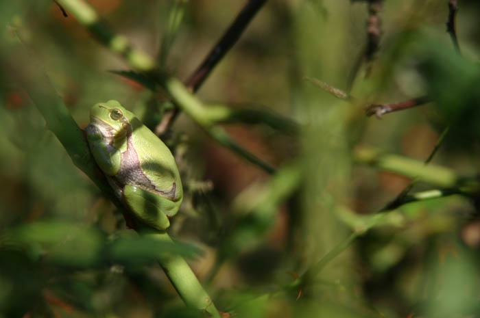 Frog