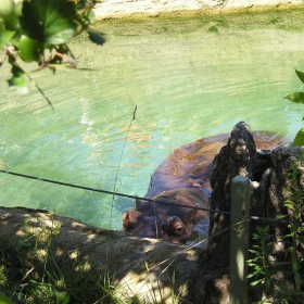 Две очички във водата