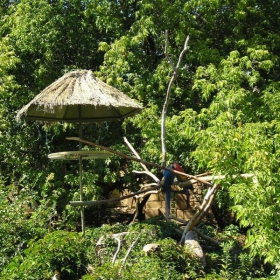 Папагали в листата