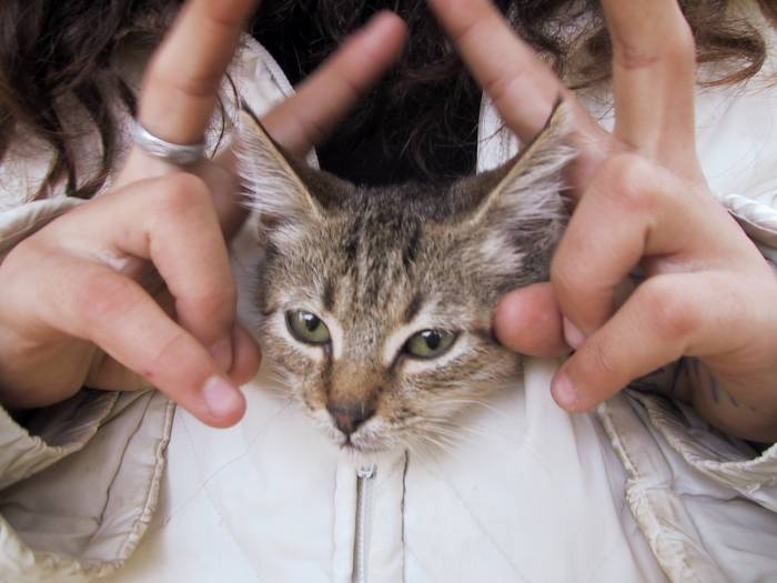 Коте с цип