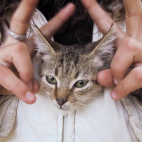Коте с цип