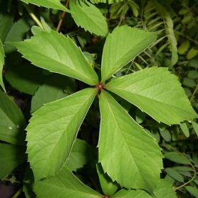 Leaf