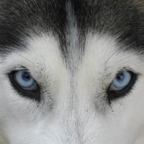 blue eyes of my dog