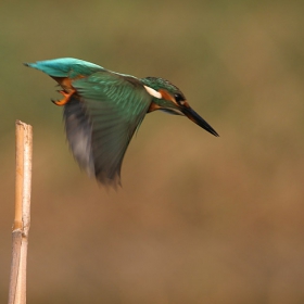 Земеродно рибарче (Alcedo atthis)