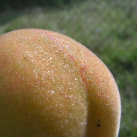 Peaches for free..