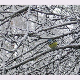 Bird and frost