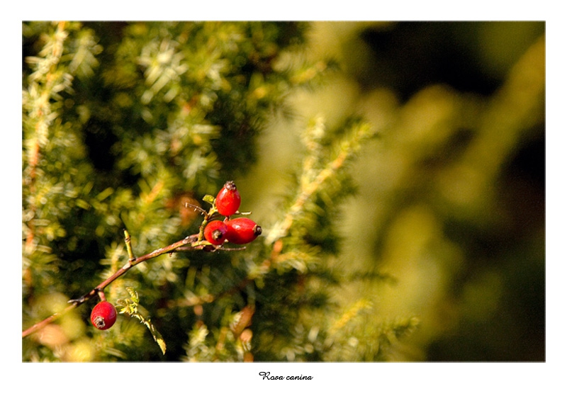 (Rosa canina)