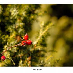 (Rosa canina)