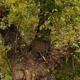 El viejo verde ( Зелено старче)