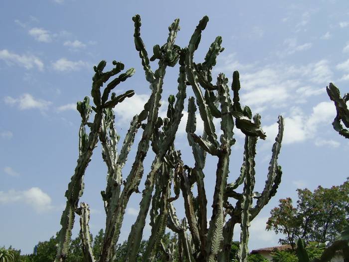 kaktusi