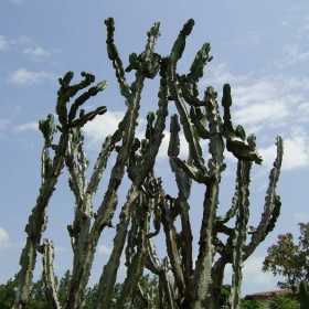kaktusi