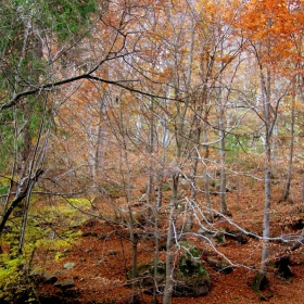 Есен в гората