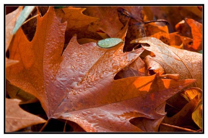 late autumn