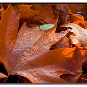late autumn