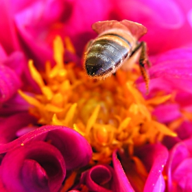BEE(засртеляно в засада)