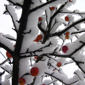 apples