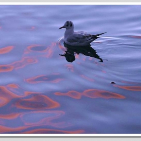 ... cold & water  proved ...