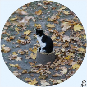 autumn cat