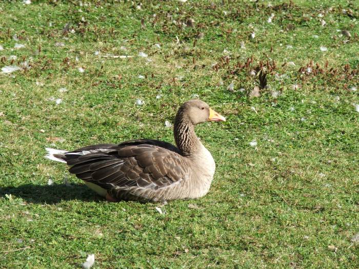 Silver duck
