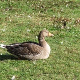 Silver duck