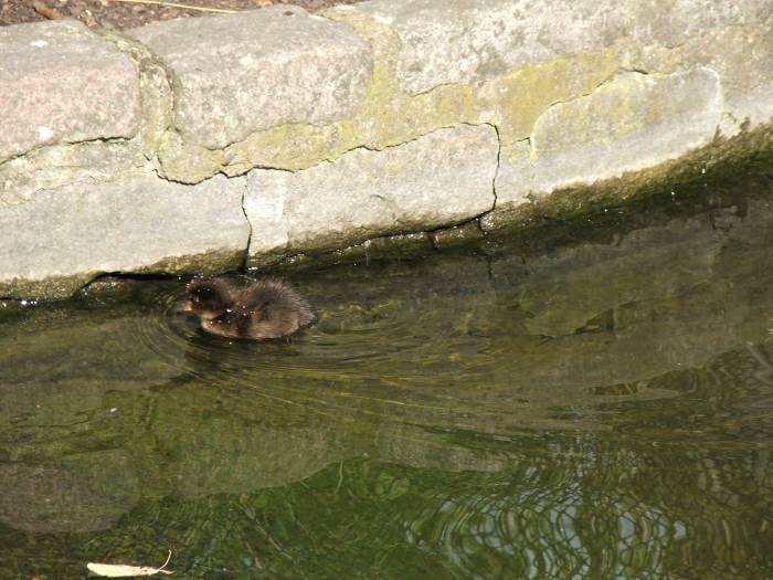 The litle duck