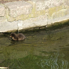 The litle duck