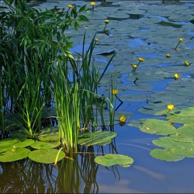 Silent lake