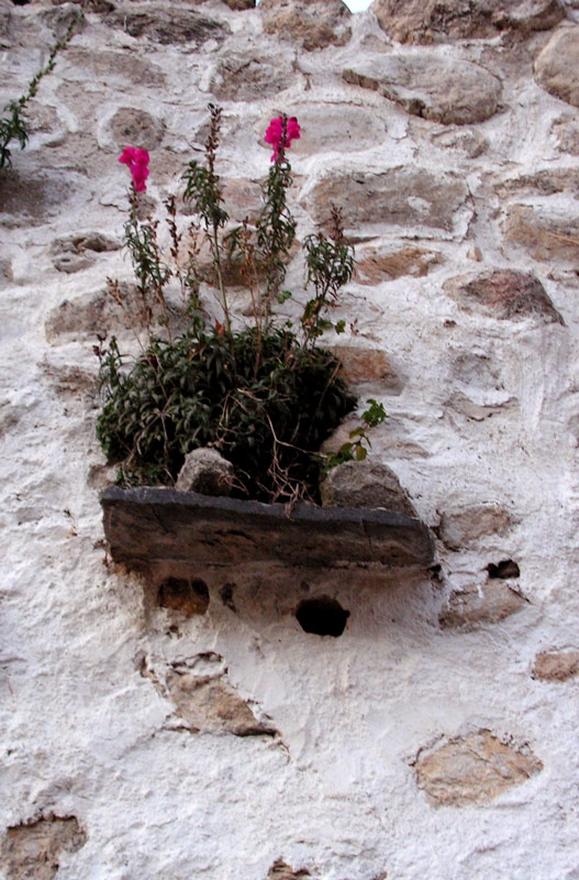 Flowers on the wall