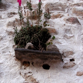 Flowers on the wall