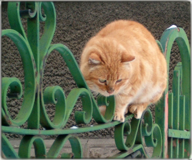 котка и куче
