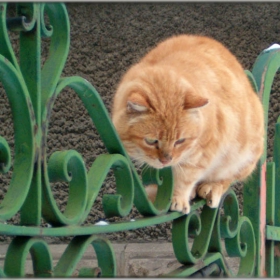 котка и куче
