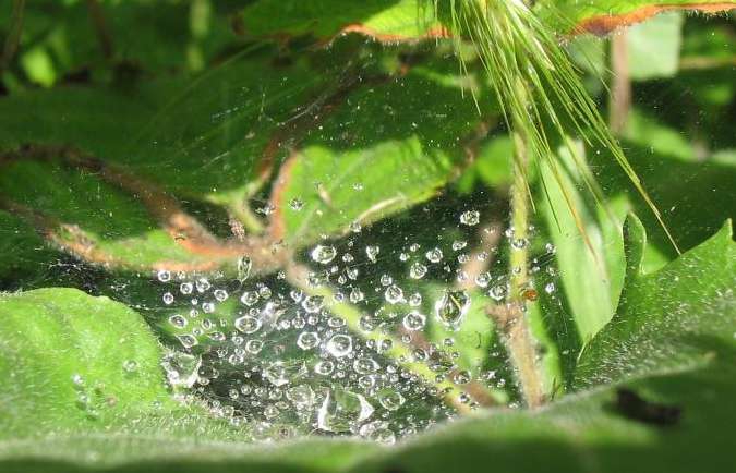 dew drops