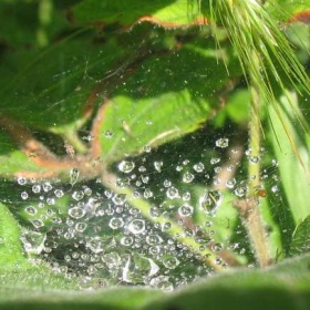 dew drops